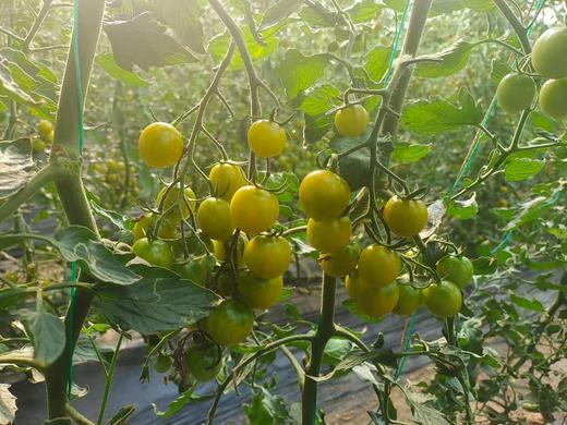 晴甜小番茄  3斤精品果 商品图9