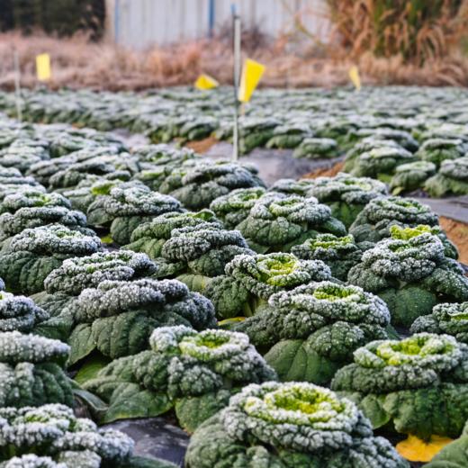 生态黄心乌塌菜 | 绿家自产 * Ecological Yellow-heart Chinese Flat Cabbage | In-House Production 商品图2