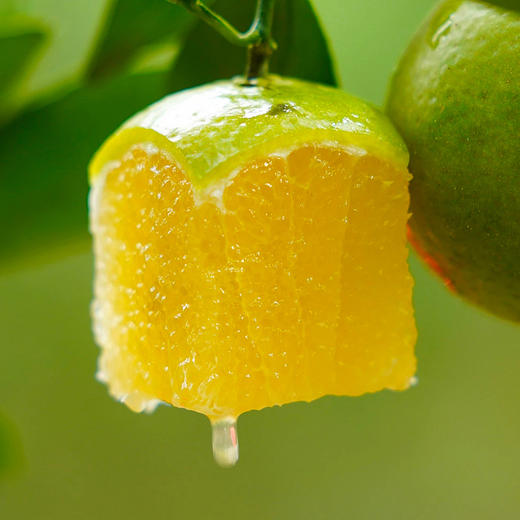 有机皇帝柑 | 广东德庆 商品图3