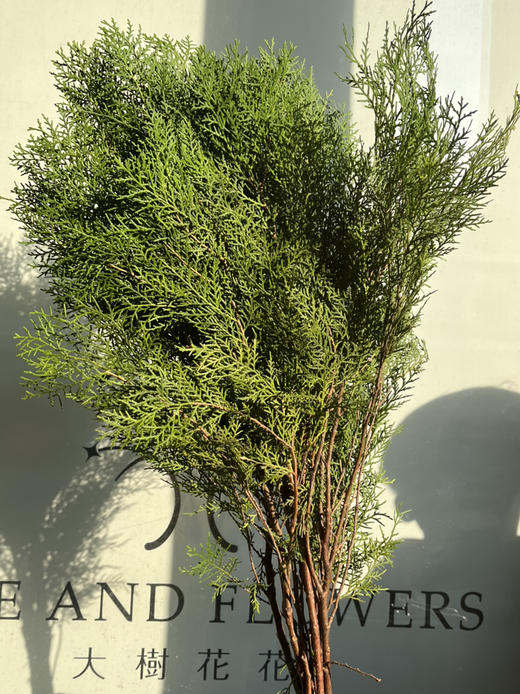 国产花材-【丝柏】 商品图1