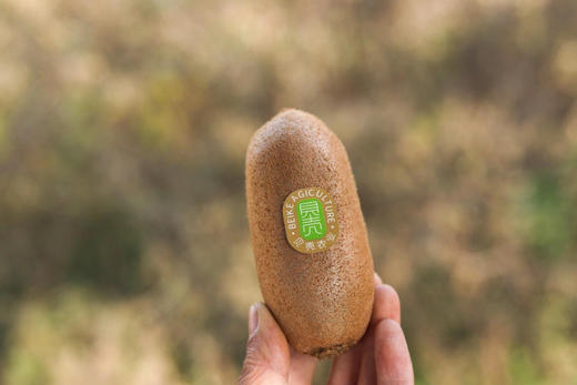 长柄金福猕猴桃🥝，香味浓郁，纯甜 商品图4