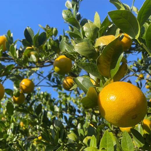 有机皇帝柑 | 广东德庆 商品图4