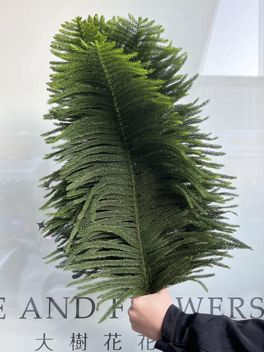 国产叶材-【南洋杉】 商品图0