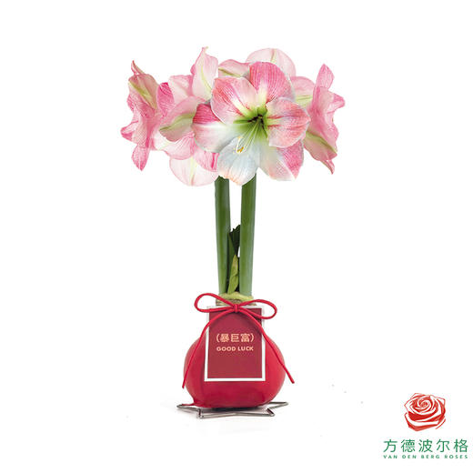 粉白花-暴巨富 石蜡朱顶红（不用浇水） 商品图0