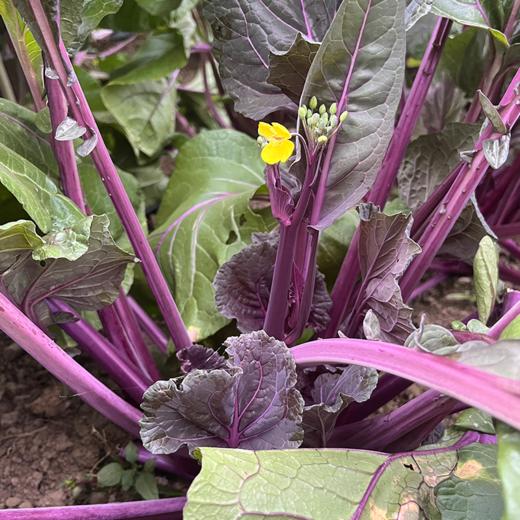 【预售】生态洪山菜薹| 一周内发货 |合作生产 | 基地直发|  * Ecological Hongshan Caotai 商品图0