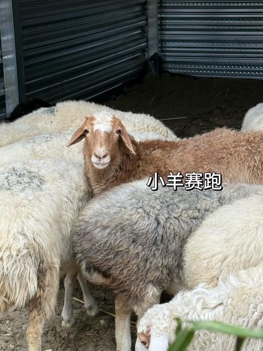 12.31双流【搭个伙跨个年】2026年，超然跨年：果壳铃手作、小羊赛跑，陶泥体验 、劈柴大赛、生火挑战 、戏剧表演、乐队演出、点火仪式 、烟花跨年、火壶、火舞、火龙、篝火晚会，欢乐开启 2026 商品图1