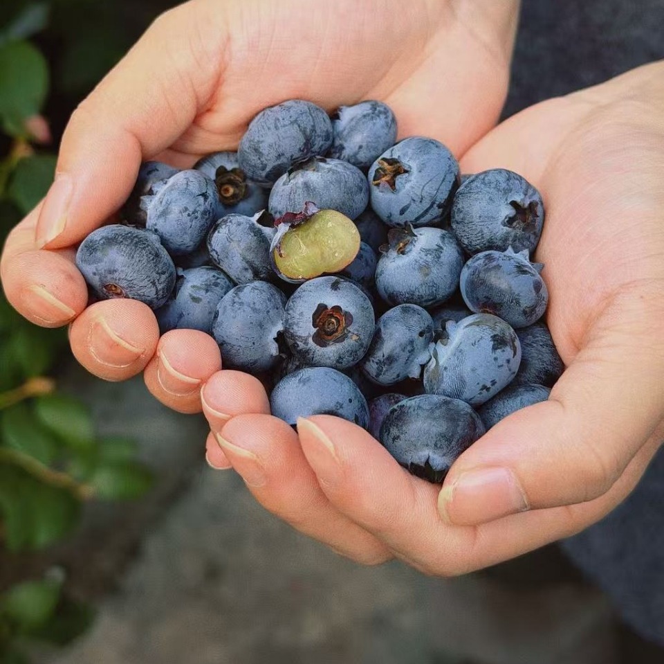 【抚仙湖蓝莓】用全国水质好的抚仙湖水灌溉的，长出的蓝莓水灵饱满，汁多肉甜，果皮厚厚，其中的花青素和维生素含量超高，爱护眼睛就多吃蓝莓！！