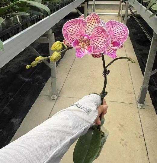 【晚礼服蝴蝶兰】1盆/份 带有1支花剑 带花苞发货 高端大气简单好养活（圆通发货） 商品图1