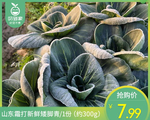 山东霜打新鲜矮脚青/1份（约300g） 商品图0