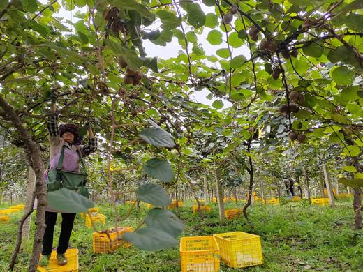 合作产品/ 高原有机鸭嘴奇异果 商品图7