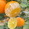 广西皇帝柑【我们只做山地果，今年气候影响，好吃的皇帝柑不多，果期可能就半个月时间】 商品缩略图0