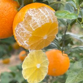 广西皇帝柑【我们只做山地果，今年气候影响，好吃的皇帝柑不多，果期可能就半个月时间】