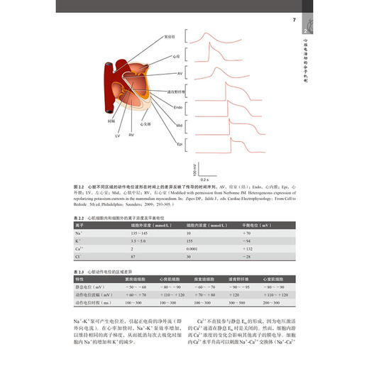 临床心律失常与电生理学：《Braunwald 心脏病学》姊妹卷 第4四版 牛国栋 刘彤 丁立刚 郑黎晖 聂振宁 主译 北京大学医学出版社 商品图4