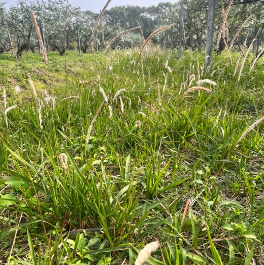 生态鲜茅根 | 绿家自产* Ecological Imperatae Rhizoma| In-House Production 商品图6