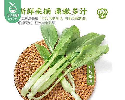 【叼鲜蔬】武夷山新鲜鸡毛菜/1份（约300g） 商品图4