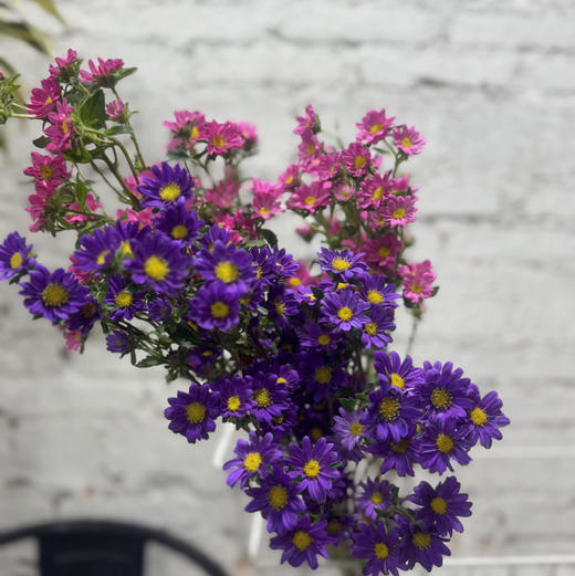 迷你菊 商品图2