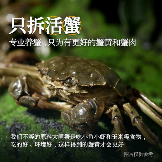 【不等】蟹黄鲜酱 正宗蟹黄酱拌面拌饭大闸蟹蟹肉蟹黄蟹粉100g/罐 商品图1