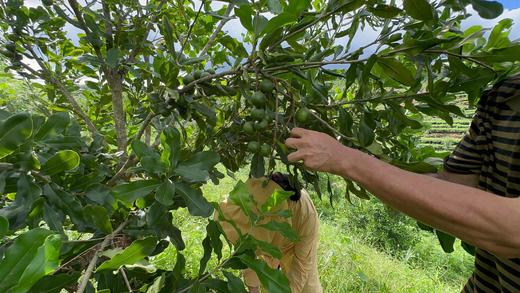 合作产品/ 夏威夷果 商品图8