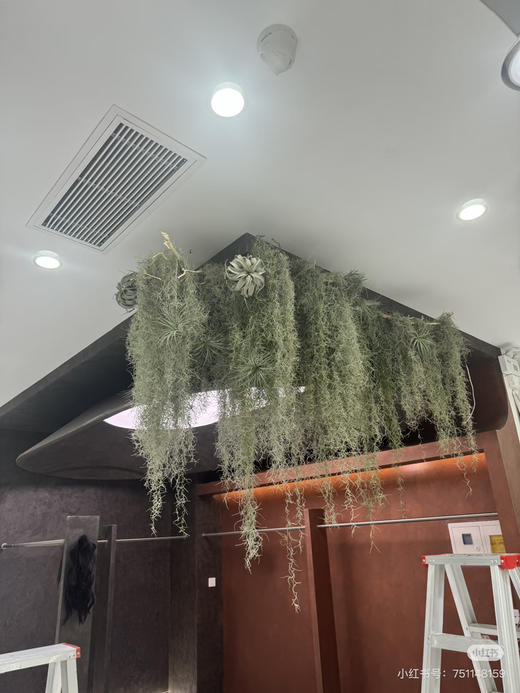 【小众花材】空气草（老人须）扎 商品图4