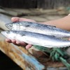 【顺丰/京东包邮】2025新鲜海捕鲅鱼 鱼肉鲜嫩 肉多没有小刺 只有一根主骨 自然长大 不催长 活鱼捕捞 速冻锁鲜基地直邮 商品缩略图2