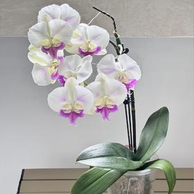 【茶花女蝴蝶兰】1盆/份 带有1支花剑 带花苞发货 高端大气简单好养活（圆通发货）