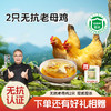 【杨博士 2只无抗老母鸡】正宗深山散养老母鸡  1只净重: 1.8斤及以上 毛重3斤以上 商品缩略图0