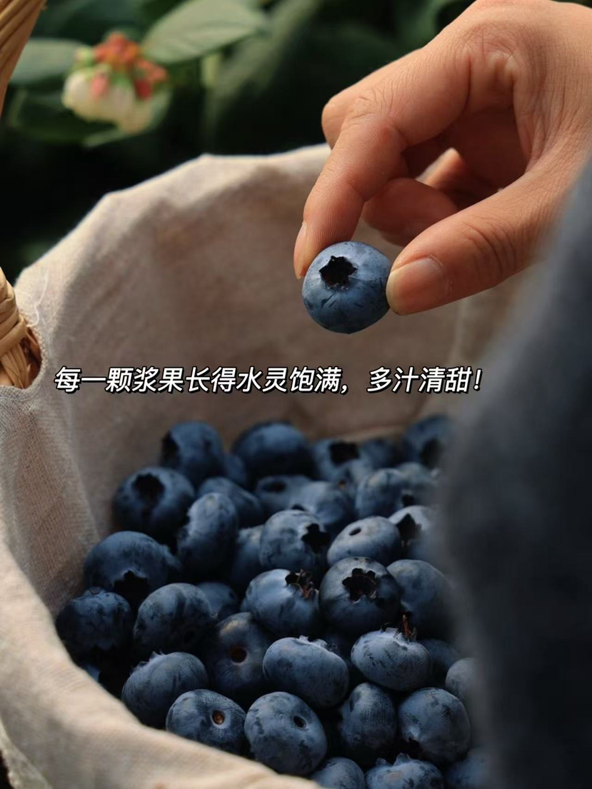【抚仙湖 蓝莓】用全国水质好的抚仙湖水灌溉的，长出的蓝莓水灵饱满，汁多肉甜，果皮厚厚，其中的花青素和维生素含量超高，爱护眼睛就多吃蓝莓！！