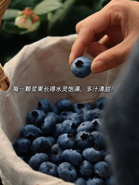 【抚仙湖 蓝莓】用全国水质好的抚仙湖水灌溉的，长出的蓝莓水灵饱满，汁多肉甜，果皮厚厚，其中的花青素和维生素含量超高，爱护眼睛就多吃蓝莓！！
