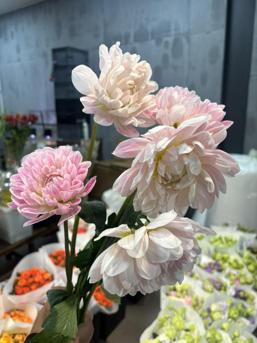 凯尔盖安 商品图1