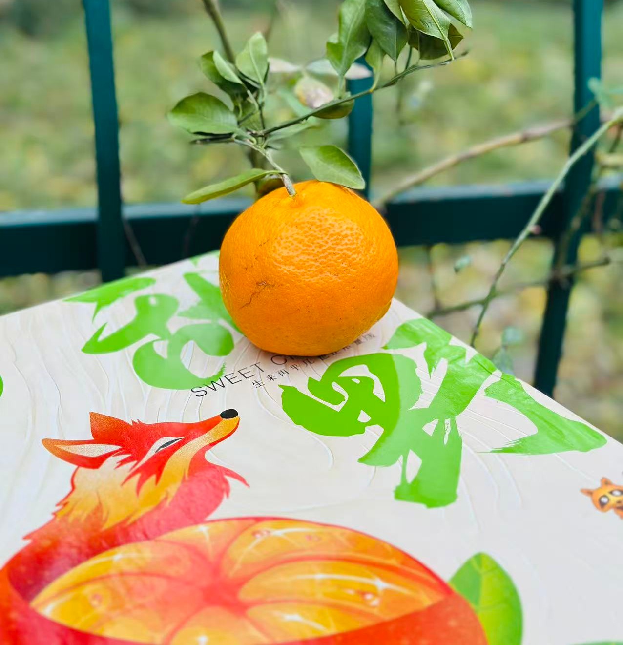 春见让这个突如其来的冬天有了些暖意🌸柔软脆绿的皮轻轻一扯就全开了，里面藏着一片片的柔情蜜意，橙澈清新的让人难忘～