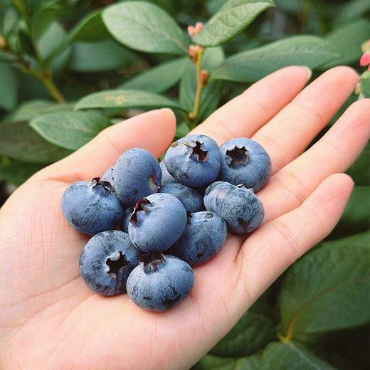 云南抚仙湖d的滋养【逐南味】花香蓝莓 口感脆甜 自带花香 富含花青素   商品图0