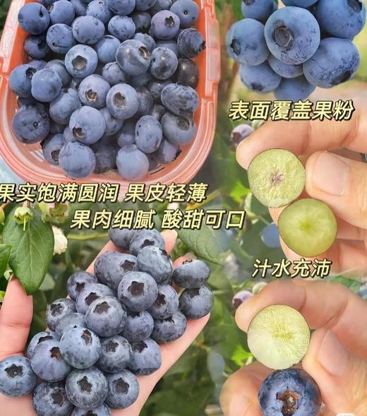 周六取货：【寻源季云南高山鲜蓝莓】一篮净重500克左右，新鲜，甜度高，汁水饱满，果肉细腻。 商品图1
