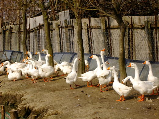 花间村生态鹅   全净膛  （每只5斤左右） 商品图4