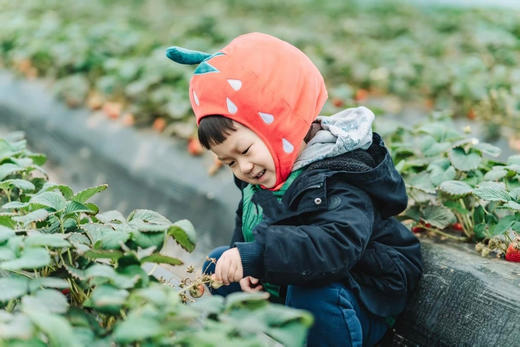 12.21（日）【双流空港花田】莓好圣诞一日亲子营：摘草莓、diy巧克力草莓、草莓花束、diy圣诞花环、圣诞月球灯 商品图10