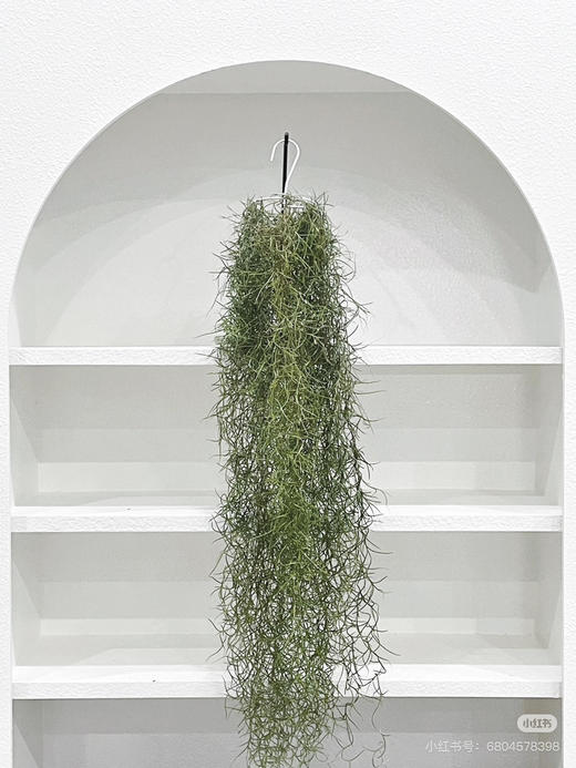 【小众花材】空气草（老人须）扎 商品图2