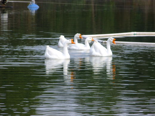 花间村生态鹅   全净膛  （每只5斤左右） 商品图1