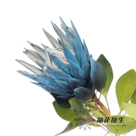 南非花材 | 喷色帝王梦幻（不售后，介者慎拍） 商品图3