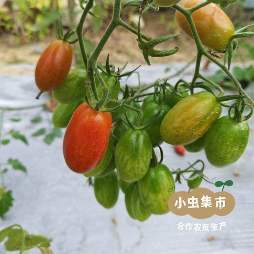 福建生态樱桃小番茄 3斤装 | 合作农友生产，产自福建福州，生产者：薛经茂 *【公平贸易农人定价】 商品图14