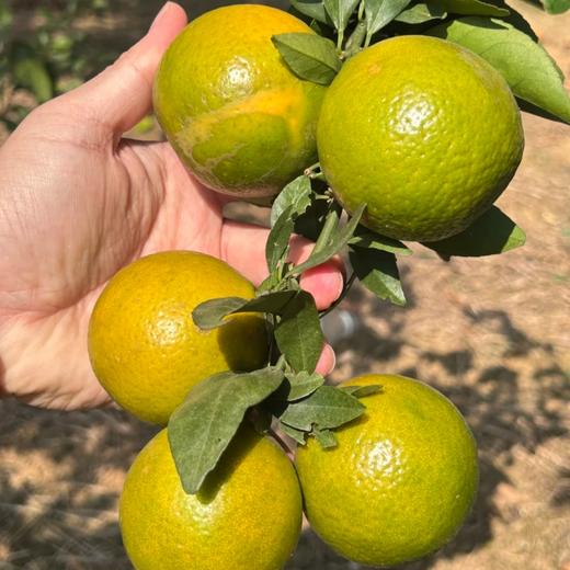 广西皇帝柑【我们只做山地果，今年气候影响，好吃的皇帝柑不多，果期可能就半个月时间】 商品图6