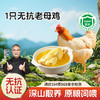 【杨博士 粉丝特惠1只无抗老母鸡】深山散养无抗老母鸡土鸡 净重: 1.8斤及以上 毛重3斤以上 商品缩略图0