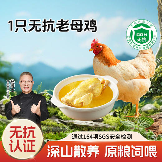【杨博士 粉丝特惠1只无抗老母鸡】深山散养无抗老母鸡土鸡 净重: 1.8斤及以上 毛重3斤以上 商品图0