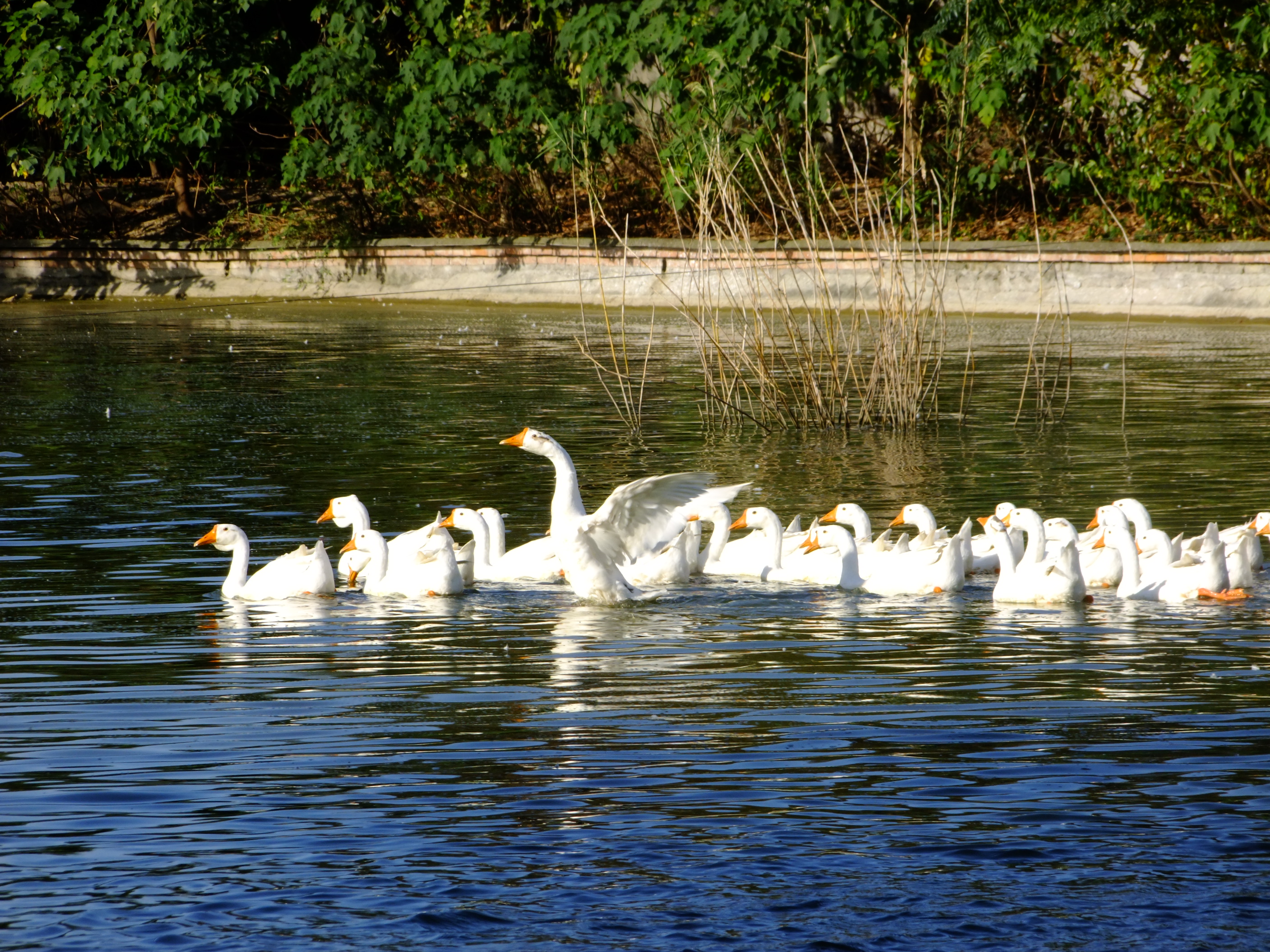 花间村生态鹅   全净膛  （每只5斤左右）