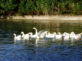 花间村生态鹅   全净膛  （每只5斤左右）