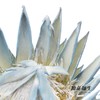 南非花材 | 喷色帝王梦幻（不售后，介者慎拍） 商品缩略图4
