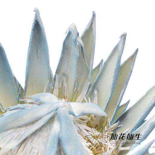 南非花材 | 喷色帝王梦幻（不售后，介者慎拍） 商品图4