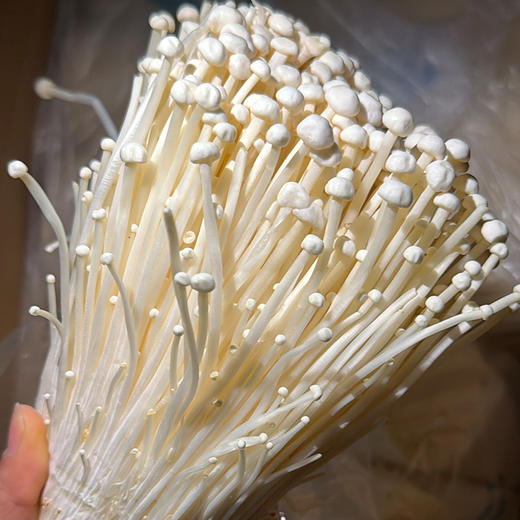 【限自提】金针菇1斤 商品图0