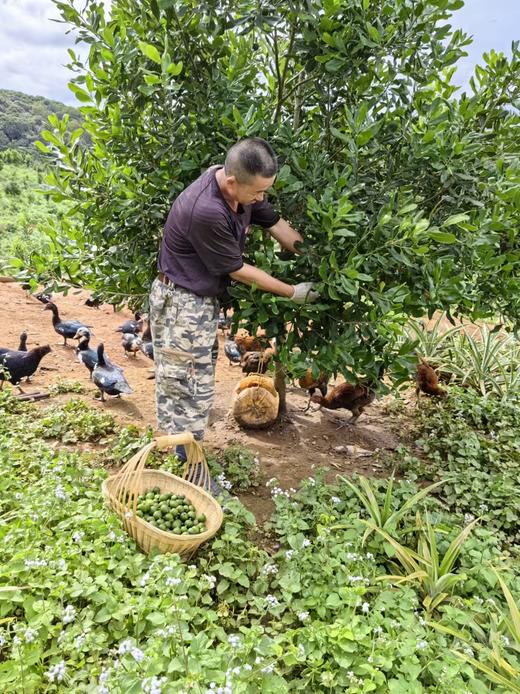 合作产品/ 夏威夷果 商品图7