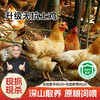 【杨博士 无抗母子组合】杨博士深山散养无抗土鸡+无抗童子鸡套餐总净重3.1-4.0斤 商品缩略图0