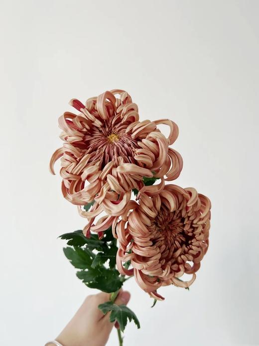 热卖国产维也纳菊盘龙菊5支 商品图5