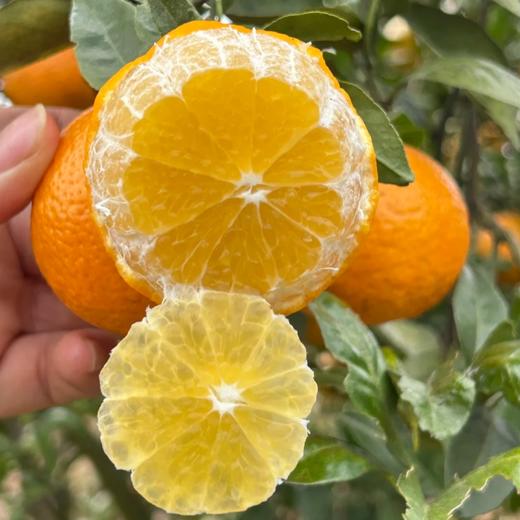 广西皇帝柑【我们只做山地果，今年气候影响，好吃的皇帝柑不多，果期可能就半个月时间】 商品图1